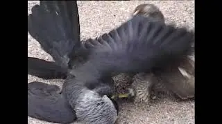hawk vs jackdaw  You will be surprised!  Sparrowhawk vs The Jackdaw