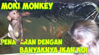 Moki monkeys are curious about the number of koi fish 