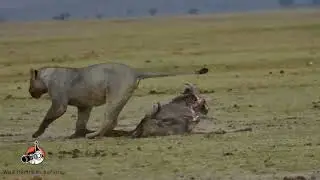 hyenas bite the lions tail