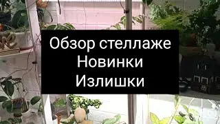 стеллаж с растениями// новинки// излишки