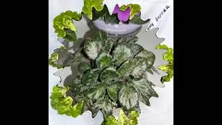 Фиалки у Алисы. Мозаичная пестролистность у фиалок.