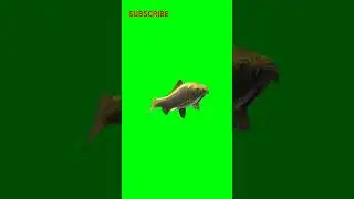 Fish green screen | Goldfish green screen | VFX 