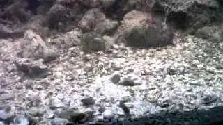 Menole in riproduzione