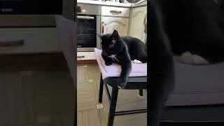 Ругаю кота-задиру😁 