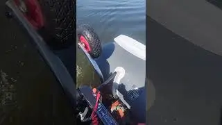 Завершение обкатки на чистой воде #fishing #carpfishing #природа