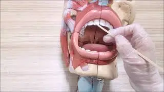 Diş eti ve diş anatomisi (Gingiva ve dentes anatomisi)