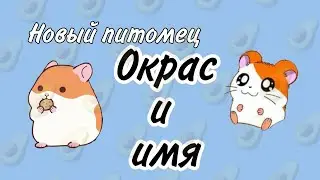 Еду за новым питомцем🐹🤟Как я его назвала?Хомячок Б...🐻💞