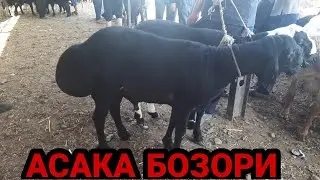 АНДИЖОН АСАКА УЗБЕКИСТОН КУЙ БОЗОРИ НАРХЛАРИ 2021 ANDIJON ASAKA UZBEKISTON QÒY BOZORI NARXLARI XSORI