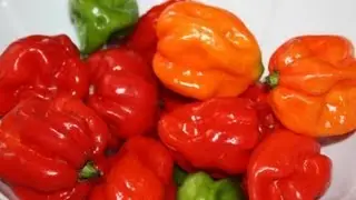 Scotch Bonnet Peppers Explained.
