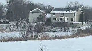 Foxes on the pond