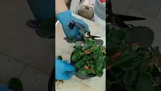 Вечноцветущая Бегония.Черенкование.
