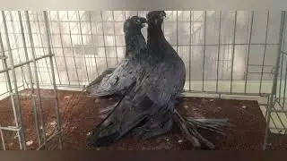 УЗБЕКСКИЕ ГОЛУБИ. ЧОВКАРИ. кукон човкарлари, чавкари коканда