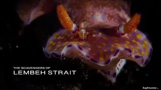 LEMBEH STRAIT 2019 | The weird and wonderful Macro behaviour continued