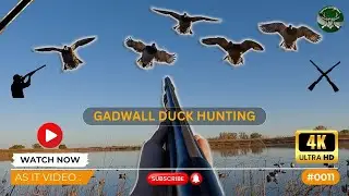 Duck Hunting | Gadwall | As It Video # 0011