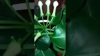Стефанотис. 