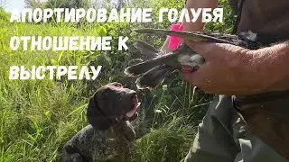 Курцхаар Роби. Апортирование голубя, Отношение к выстрелу. Продается.