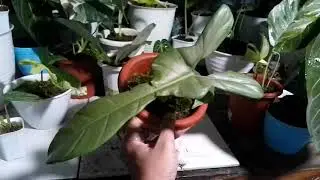 philodendron violin size mature sale