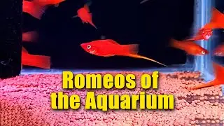 Did You Know Swordtails Are the Romeos of the Aquarium?