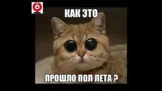 БЕЗ КОТА И ЖИЗНЬ НЕ ТА