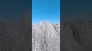 Русская берёзка..