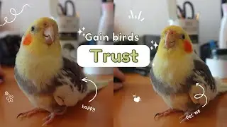How to bond with cockatiel birds || How to gain your bird's trust
