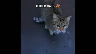 he were my fav 😭💔 #elgato #memes #funny #cat