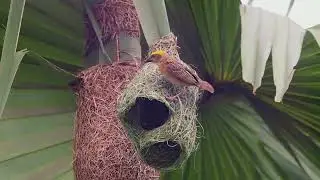 Nature's Master Builder: The Baya Weaver 🕊️🏡 