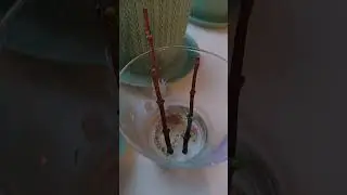 Черенкование гортензии зимой в воде.