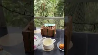 Оранжерея Таврического сада🌴 #reggaeton #music #musica #cover #badbunny #спб #оранжерея #food