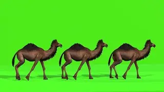Camel green screen video free download 