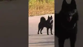Шипперке 89043901533  #puppy
