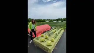 Комплект защиты для капусты