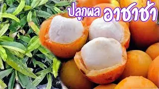 Achacha |  วิธีเพาะเมล็ดผลอาชาช่า ผลไม้แปลก ตระกูลเดียวกับมังคุด