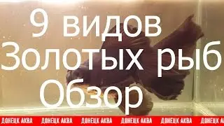 Золотая рыбка, How To Care For A Goldfish, goldfish and their characteristics, шок так просто ...