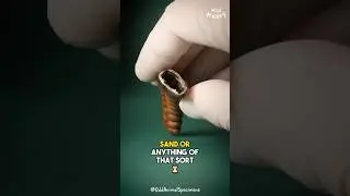 What's Inside the RATTLE of a Rattlesnake?