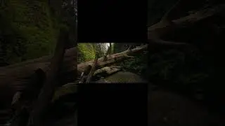Прогулка в лесном массиве /Walk in the forest  #shorts