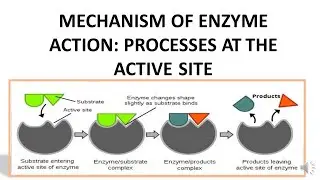 MECHANISM OF ENZYME ACTION: PROCESSES AT THE ACTIVE SITE