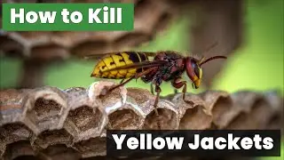 How to Kill Yellow Jackets Without Getting Stung
