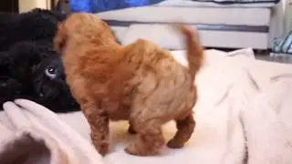 Британника и Доминика 2
