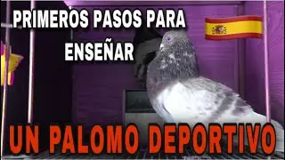 PALOMOS DEPORTIVOS | EMPEZAMOS CON EL RECONOCIMIENTO DE PALOMA.Paso 1