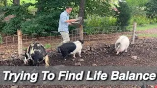 Refocusing My Priorities.  Homestead Update