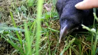 Petting a wild Crow