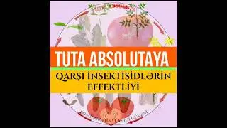 Tuta Absoluta