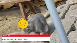 ВЛОГ.ПОКАЗЫВАЮ ОГОРОД И КОТОВ!