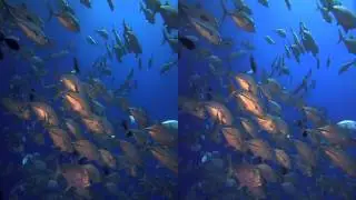 Sharks LG Cinema 3D Demosu