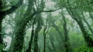 Sahalé - Canto del Bosque