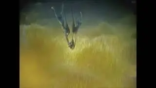 Avatar:  The Way of Water - Burial
