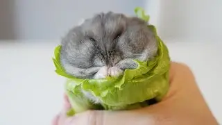 Hampter Wrap