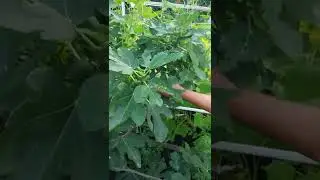 ГРОМАДНЫЙ ИНЖИР СПЕЕТ.