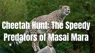 Cheetah Hunt The Speedy Predators of Masai Mara